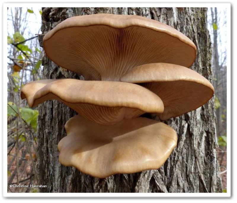 Mushrooms, possibly Pleurotus sp.