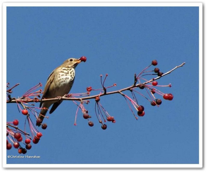 Swainson's thrush in crabapple tree 