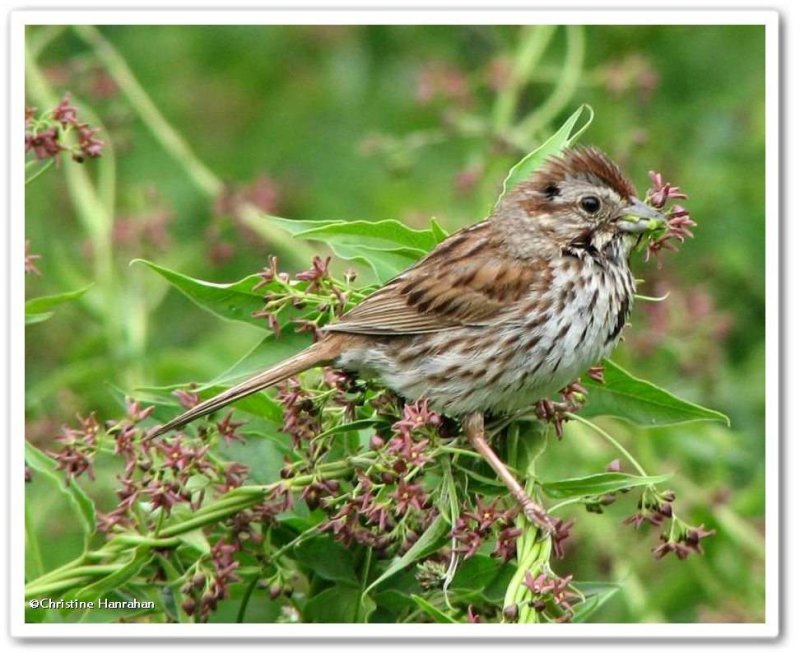 Song sparrow 