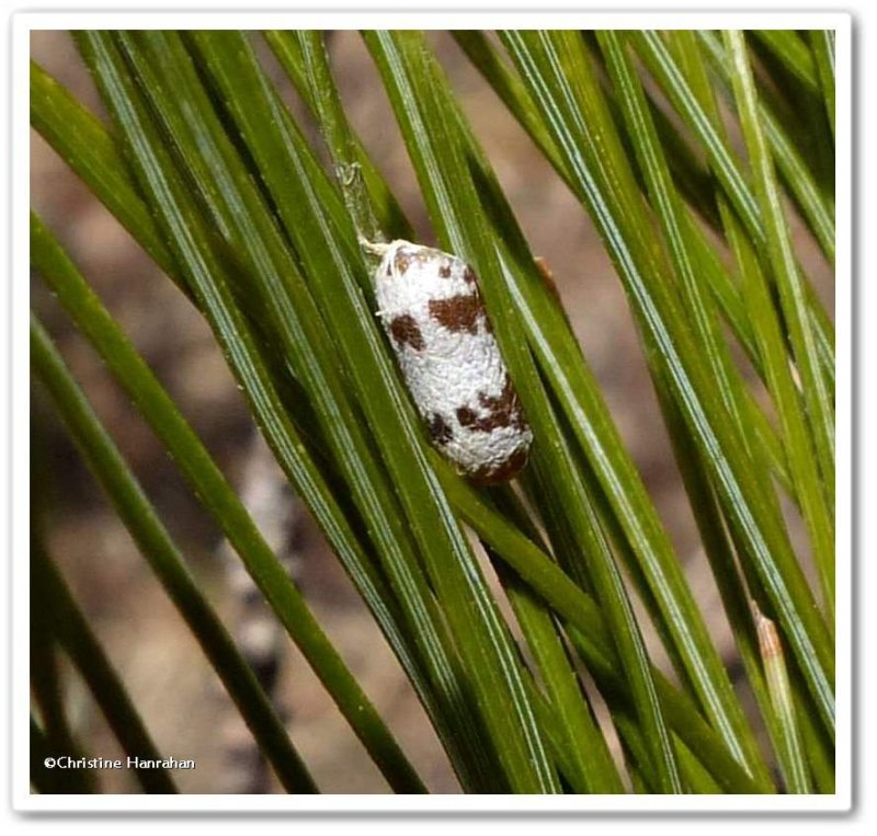 Ichneumonid wasp cocoon