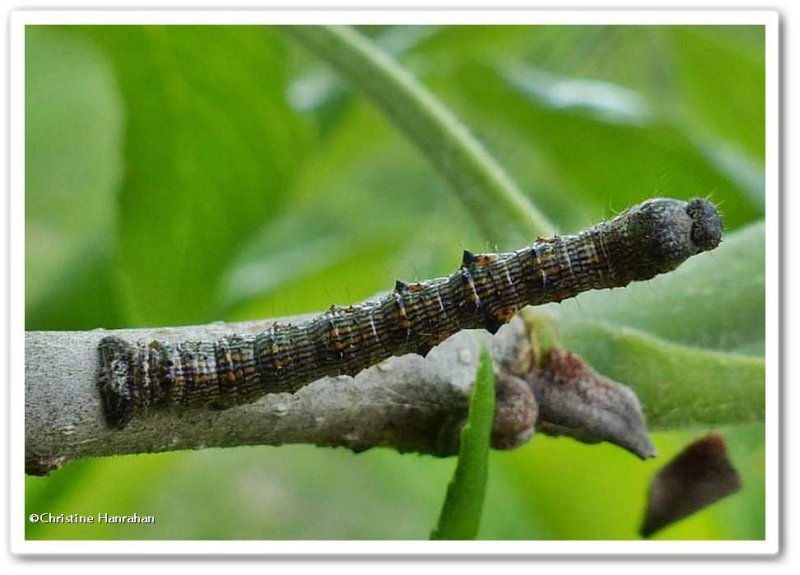 Half-wing moth caterpillar  (Phigalia titea), #6658