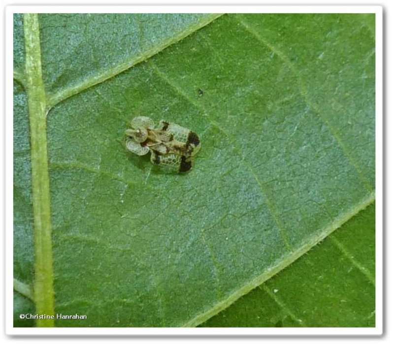 Lace bug, birch (Corythucha pallipes)