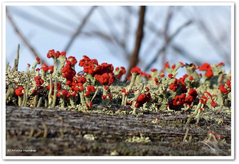 British soldiers lichen (Cladonia)