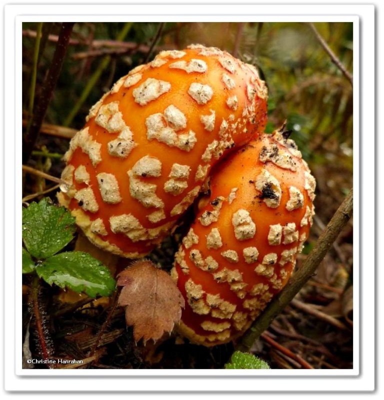 Autumn fungi: 2016