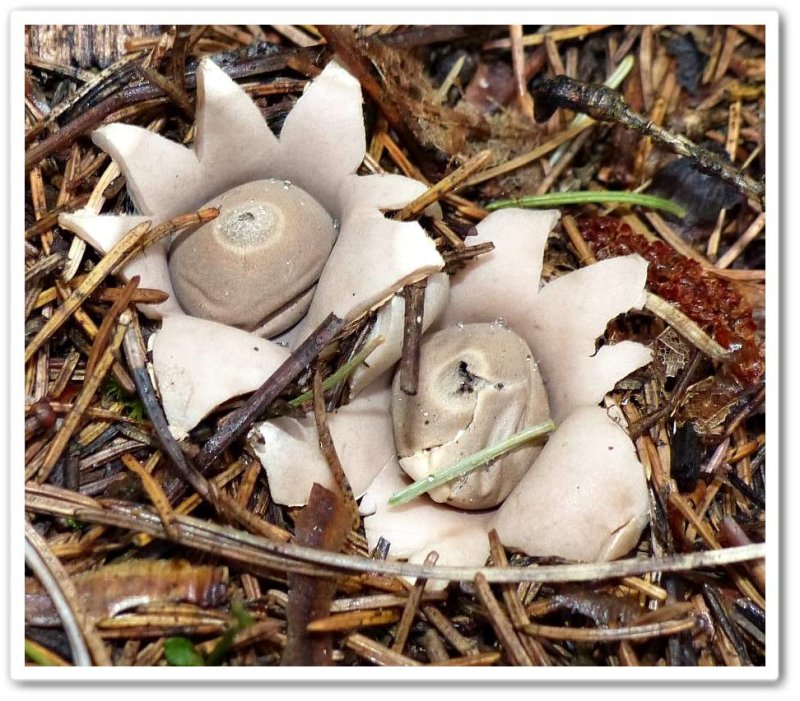 Earth star fungi (Geastrum)