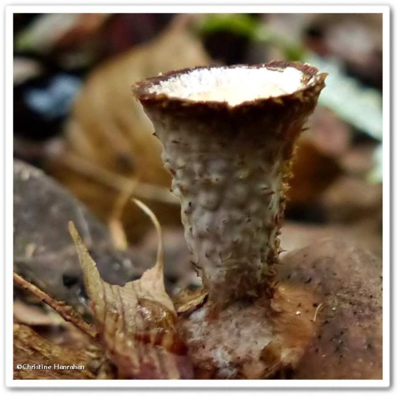 Bird's nest fungi (Cyathus)