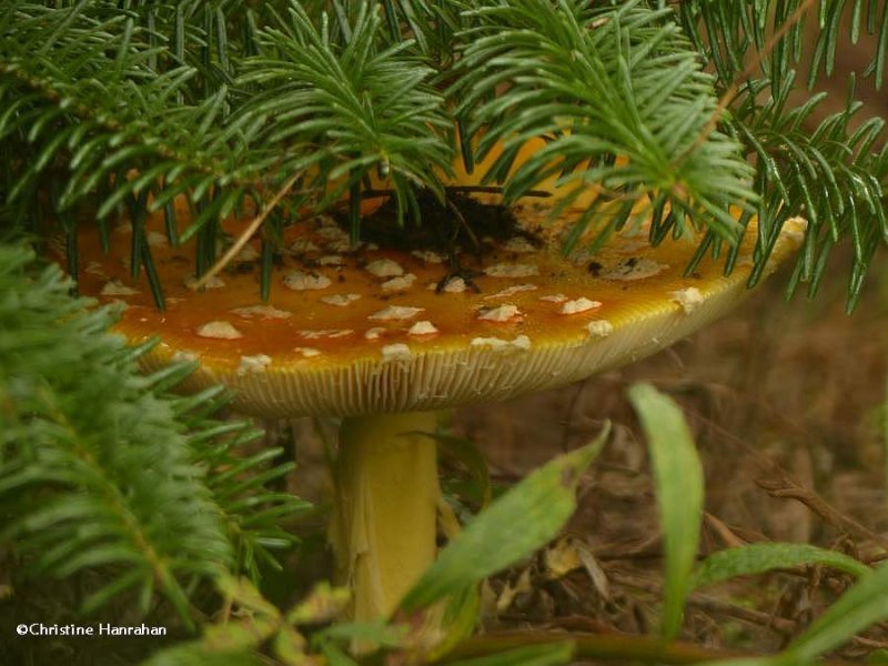 Mushroom (Amanita)