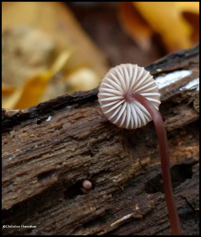 Mushroom, possibly a Marasmius species