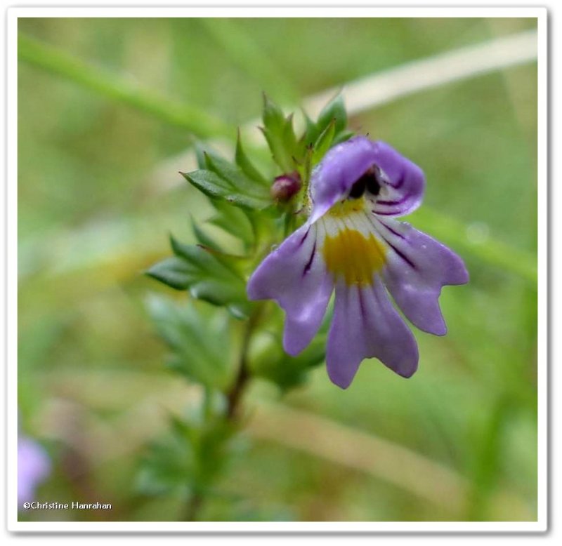 Eyebright (Euphrasia)