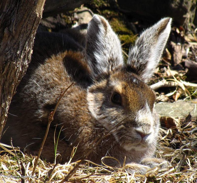 Snowshoe hare (Lepus americanus)