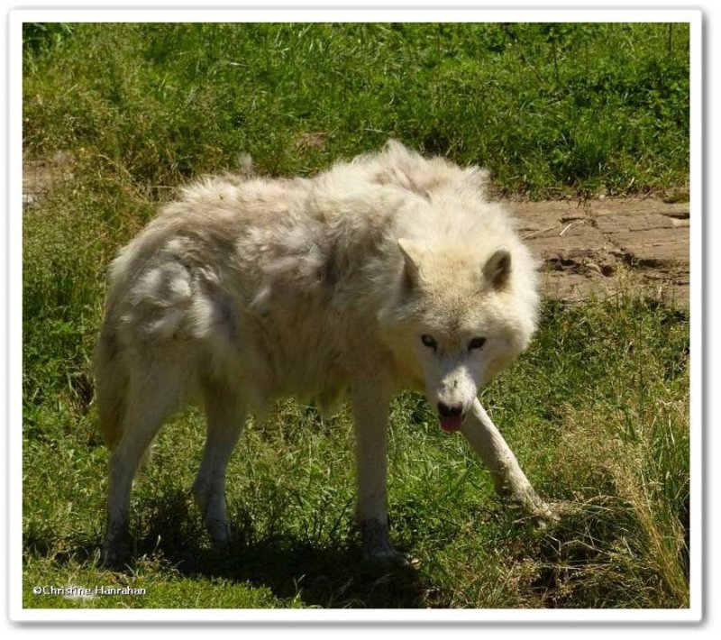Arctic wolf  (Canis lupus arctos)