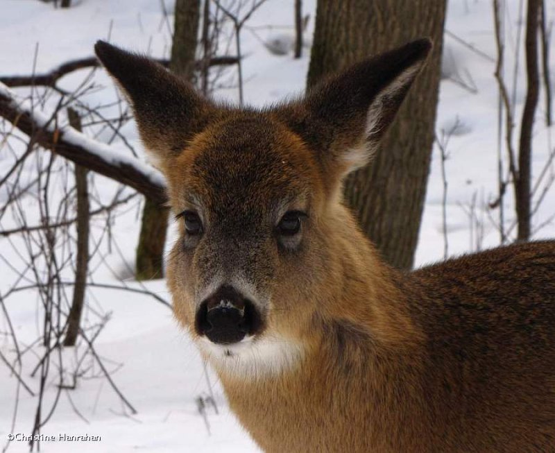 White-tailed deer