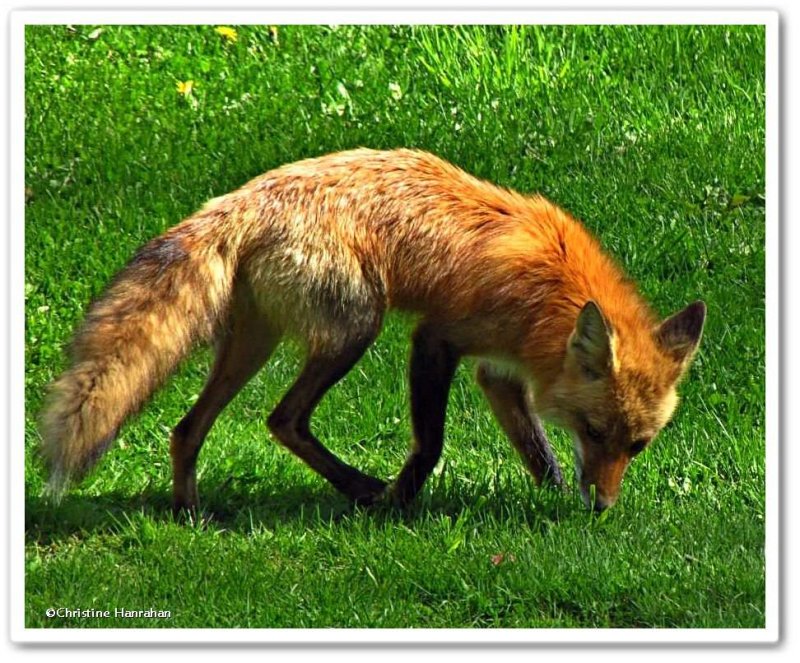 Red fox  (Vulpes vulpes)