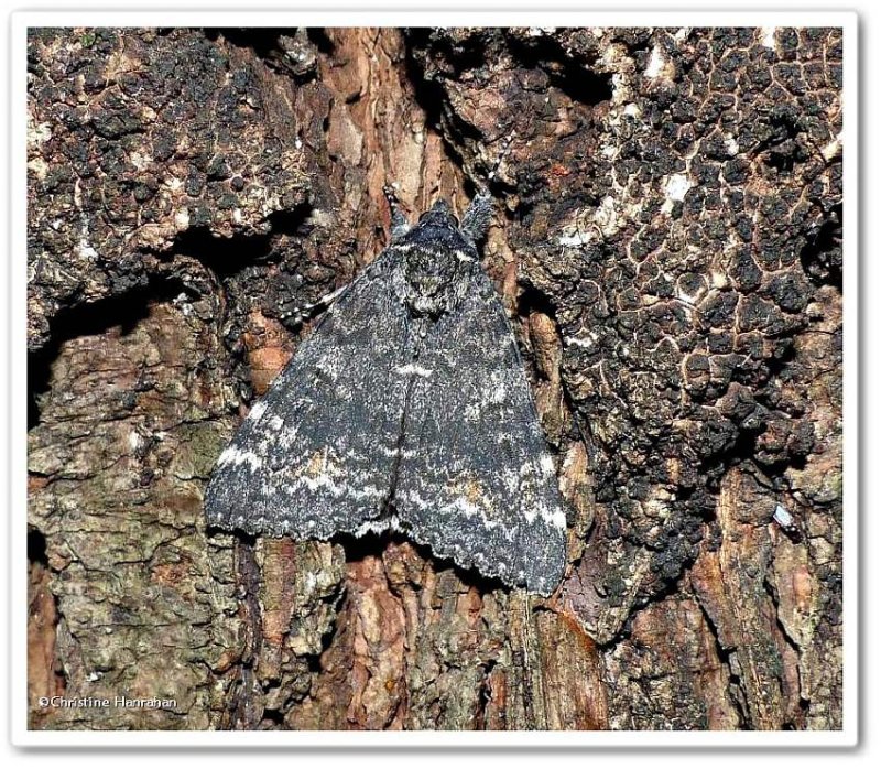 Briseis underwing moth  (Catocala briseis), #8817
