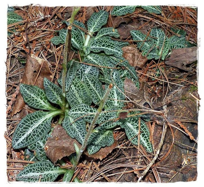 Downy rattlesnake plantain (Goodyera pubescens)