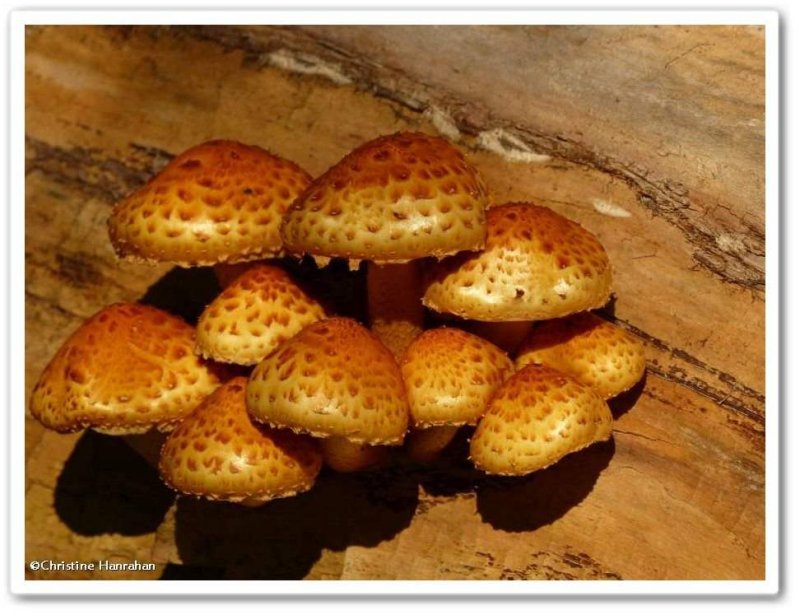 Mushrooms (Pholiota)