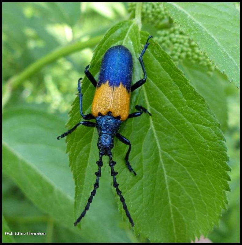 Elderberry borer beetle  (Desmocerus palliatus)