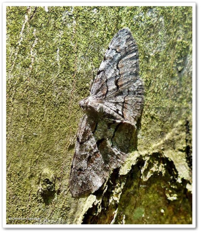 Bent-line gray moth (<em>Iridopsis larvaria</em>), #6588