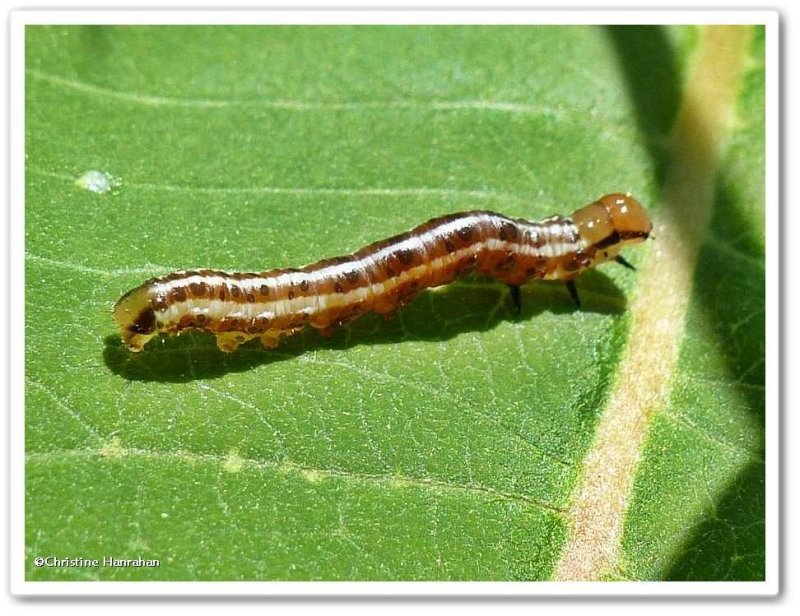 Burdock borer moth caterpillar (Papaipema cataphracta),  #9466