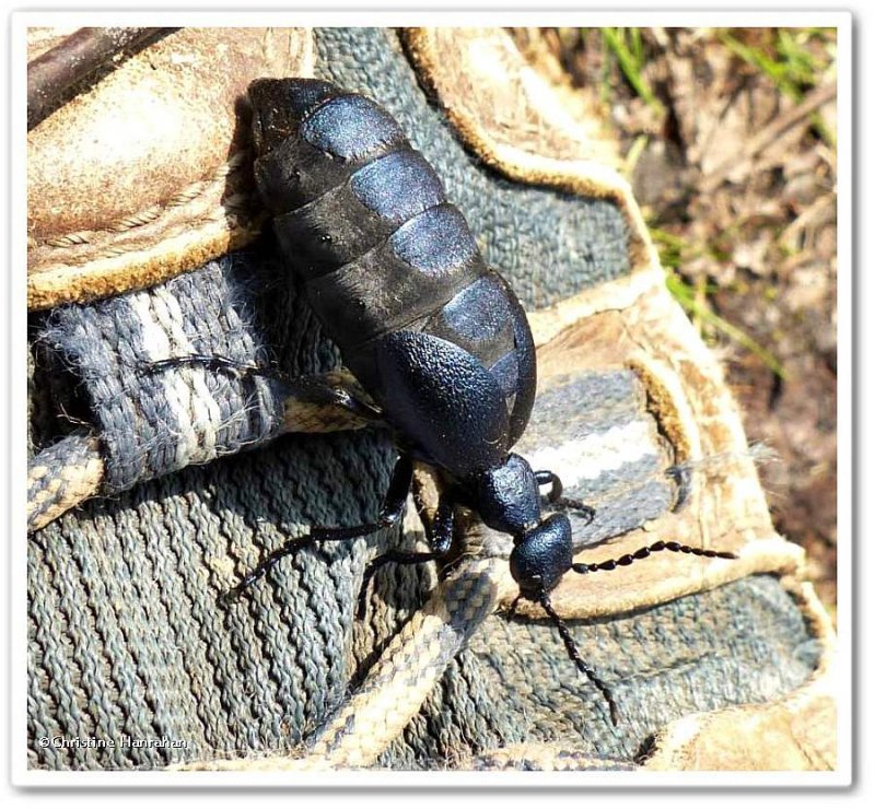 Blister beetle (<em>Meloe</em>), female