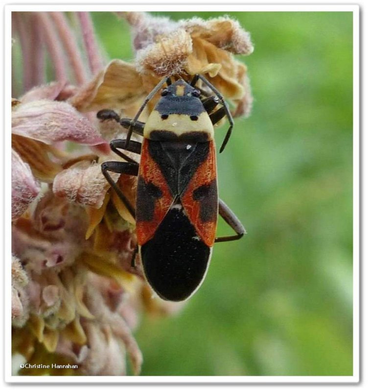 Small milkweed bug (Lygaeus kalmii)