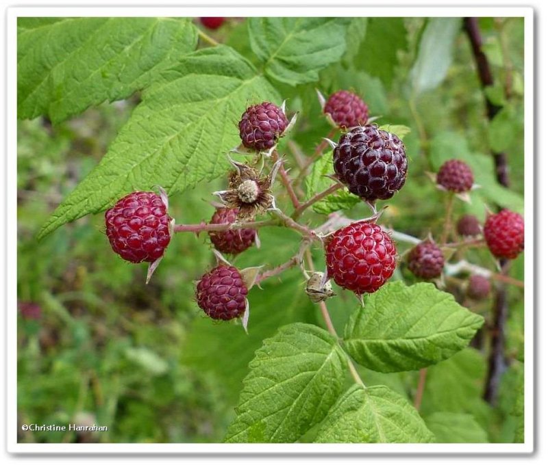 Black raspberries (<em>Rubus occidentalis</em>)