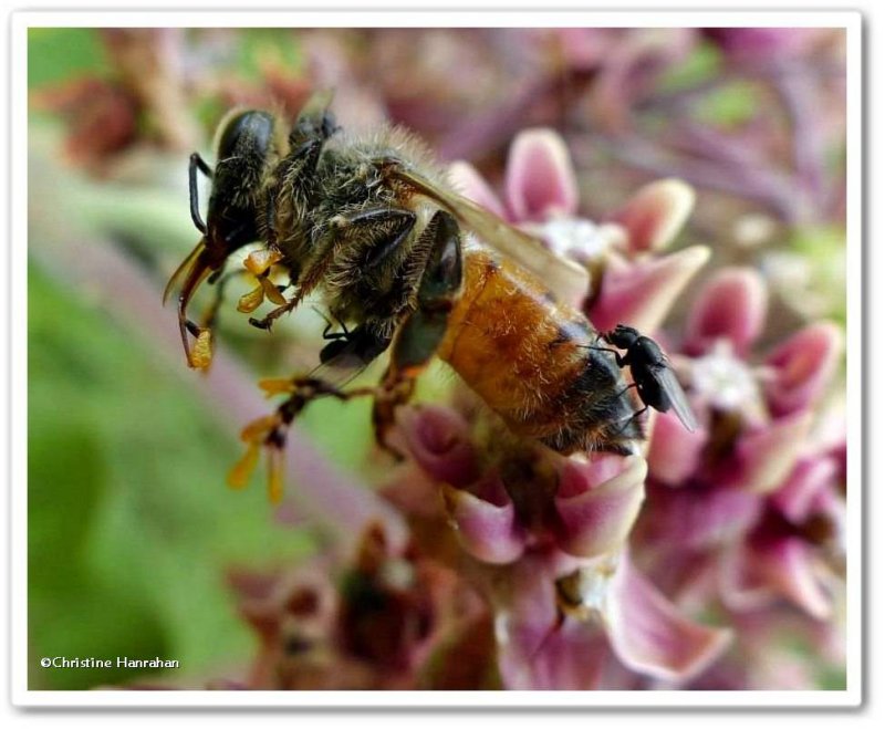 Honey bee (Apis mellifera) with flies