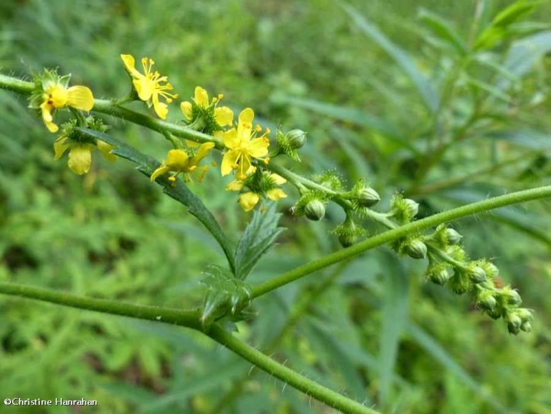 Common agrimony (Agrimonia gryposepala)