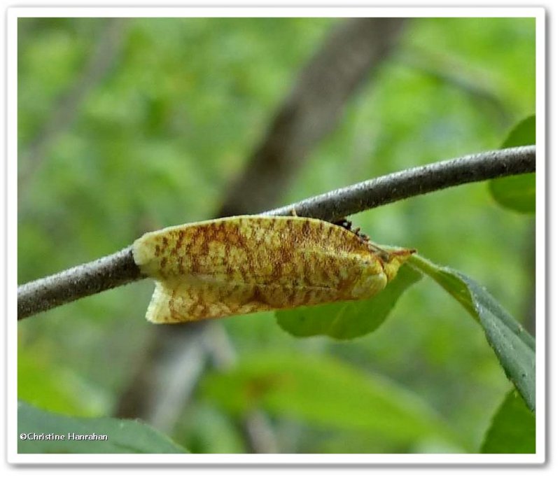Cenopis moth (Cenopis)