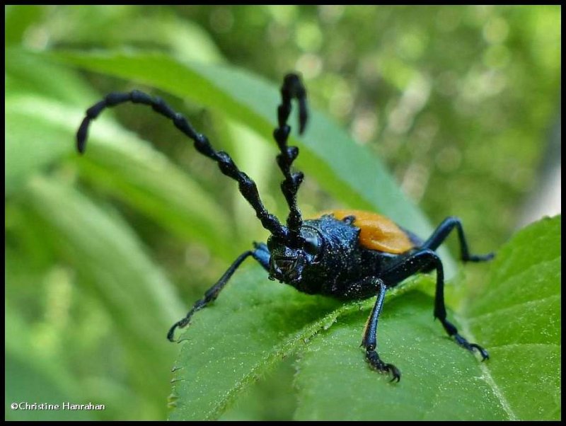 Elderberry borer beetle  (Desmocerus palliatus)