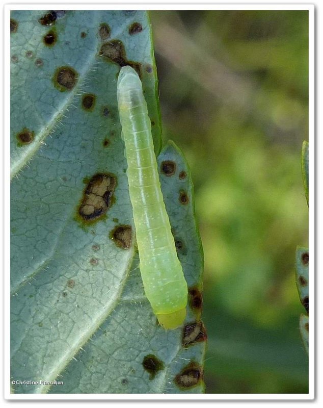 Dark marathyssa moth caterpillar (Marathyssa inficita), #8955