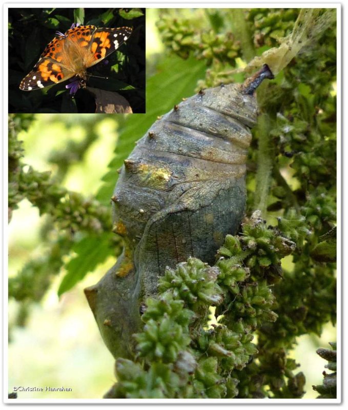 Painted lady butterfly chrysalis