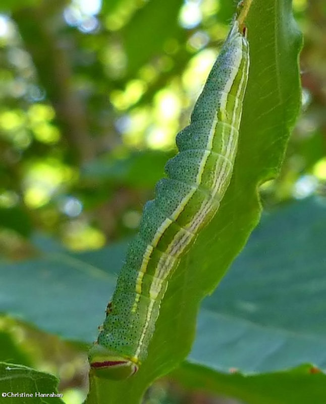 Saddled prominent moth caterpillar  (Heterocampa guttivitta), #7994