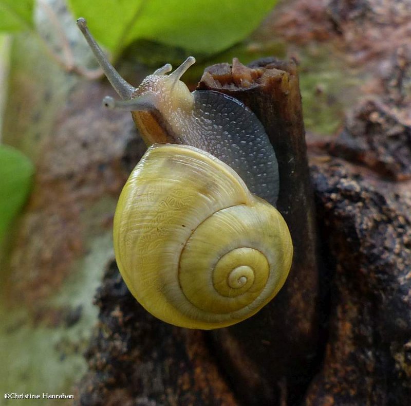 Grove Snail  (Cepaea nemoralis)