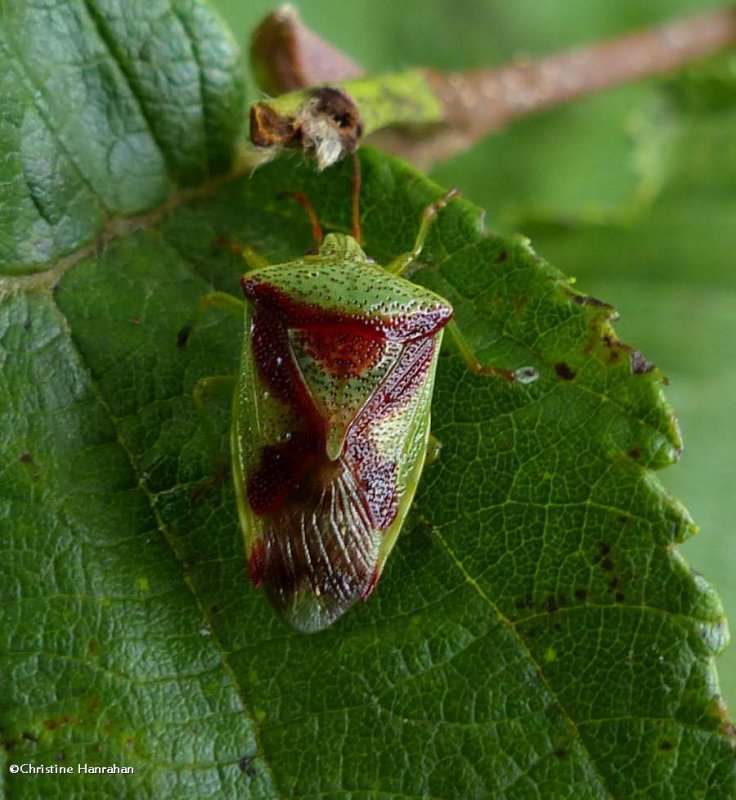 Red-cross shield bug (Elasmostethus cruciatus)