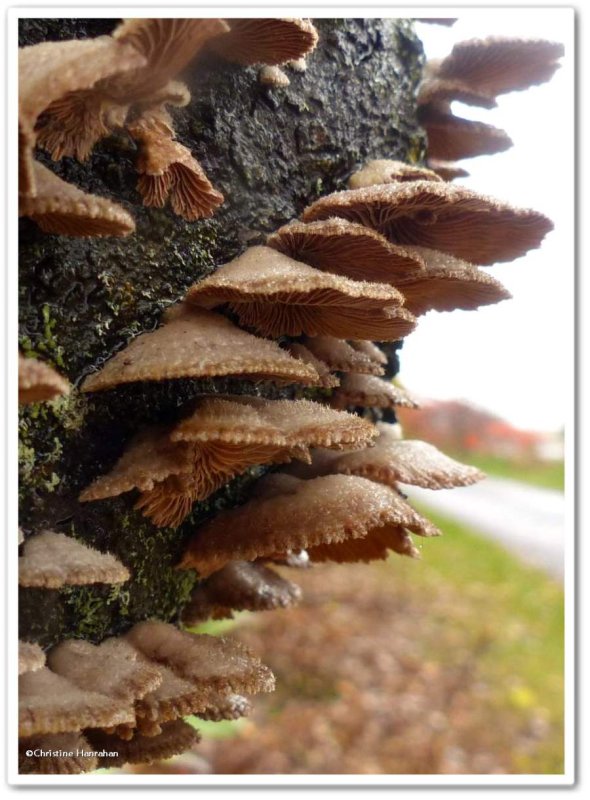 Split-gill Mushroom Schizophyllum commune)