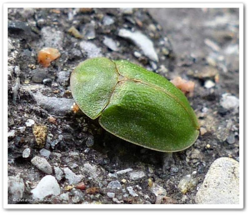 Green tortoise beetle (Cassida rubiginosa)