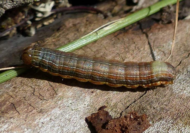 Armyworm moth caterpillar (Mythimna unipuncta), #10438
