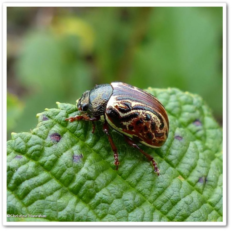 Russett alder leaf beetle (Calligrapha alni)