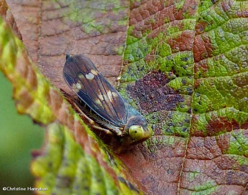 Leafhhopper (Coelidia)