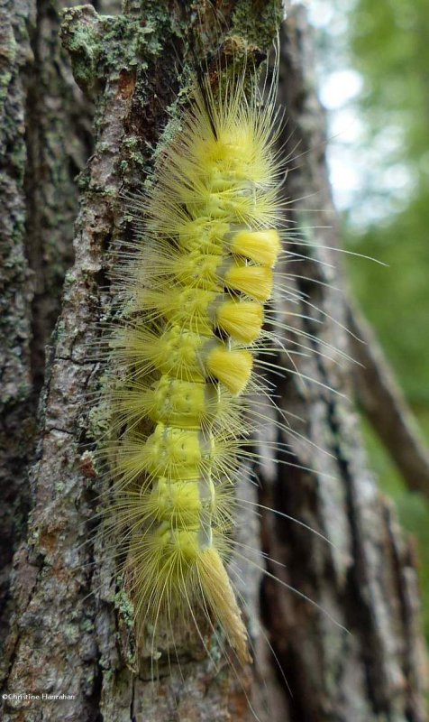 Definite tussock moth caterpillar (Orygia definita), #8314