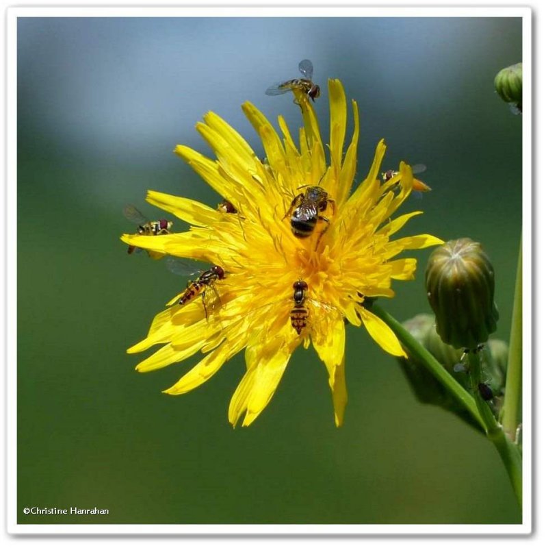 Insects on sow thistle (Sonchus)