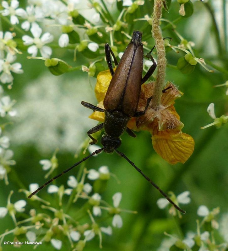 Flower longhorn beetle (Leptura plebeja)