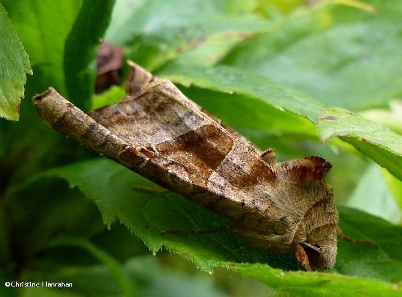 Brown Angle Shades moth (<em>Phlogophora periculosa</em>), #9547