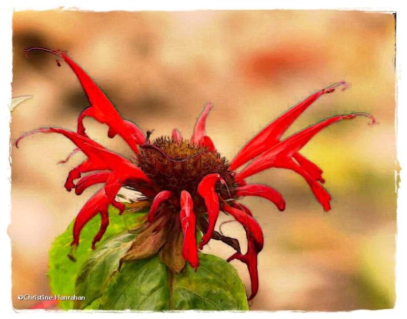 Bee Balm (Monarda)