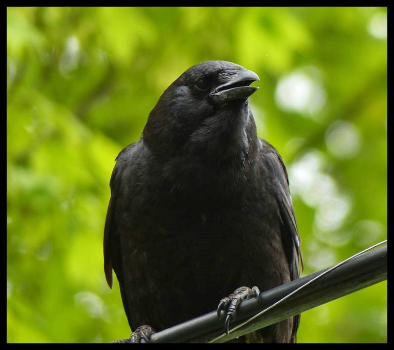 American crow