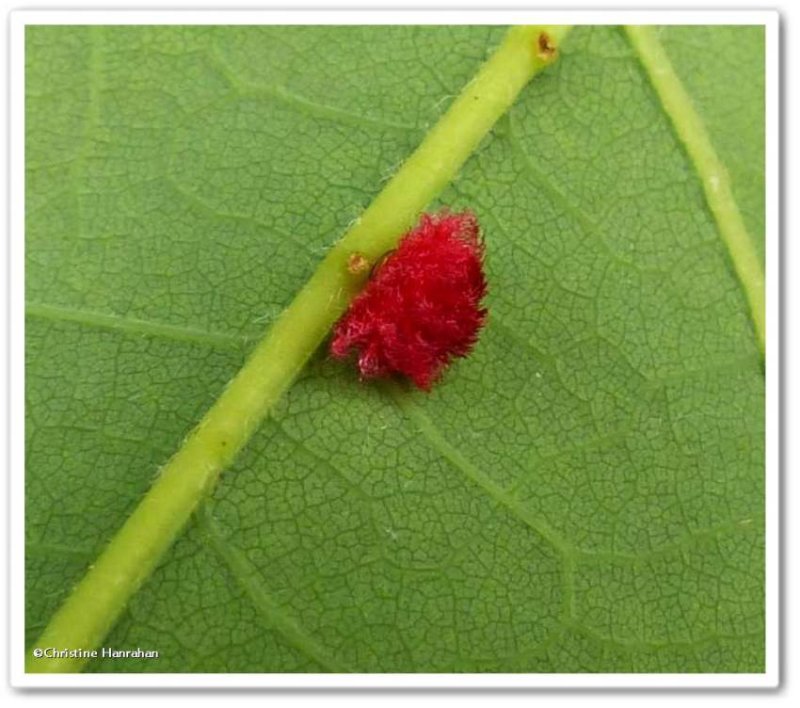 Cynipid wasp gall on bur oak leaf