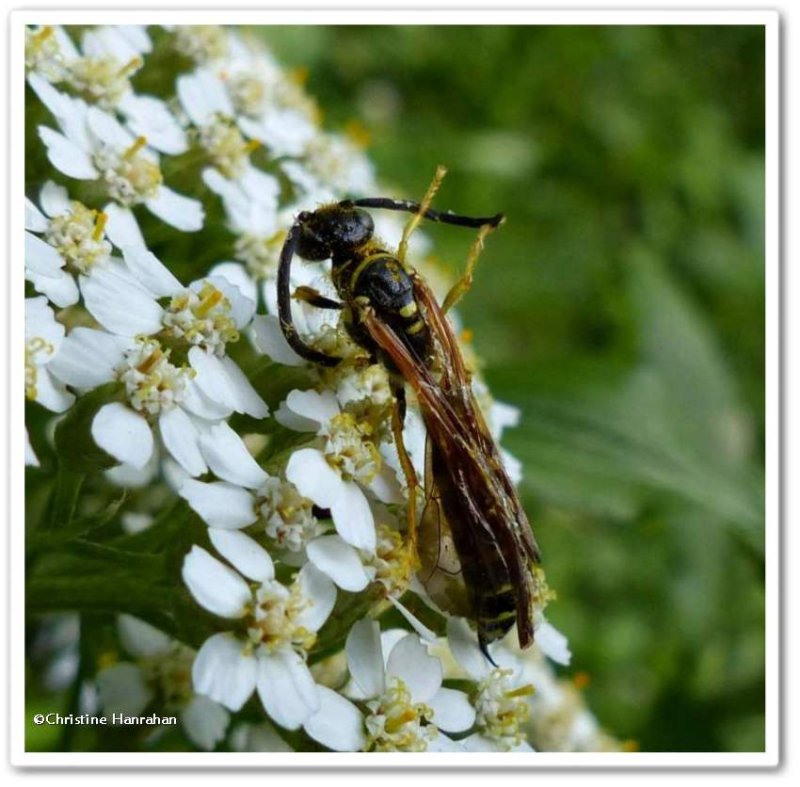 Tiphiid wasp (Myzinum sp.), male