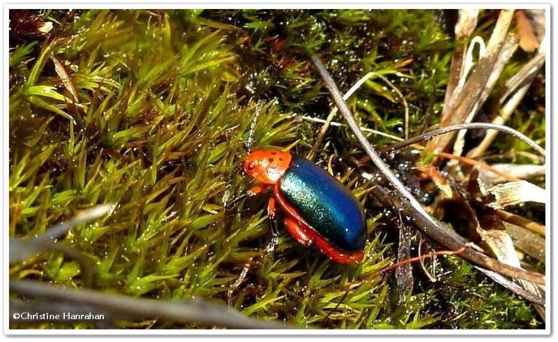 Flea beetle (Kuschelina thoracica)