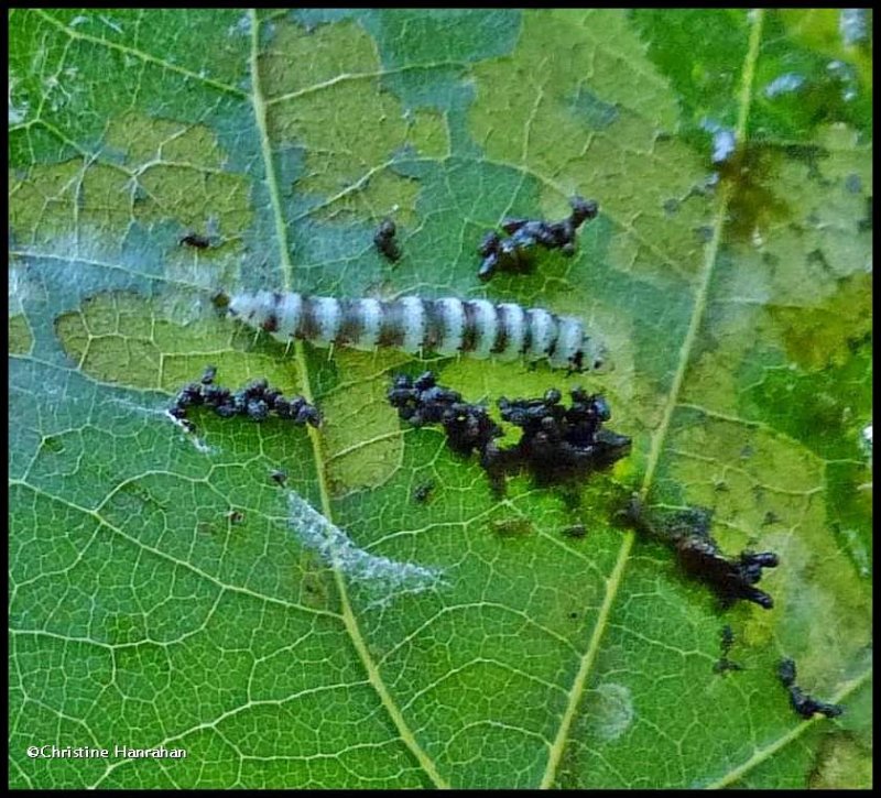 Stripe backed moth caterpillar (Arogalea cristifasciella), #1851 ??